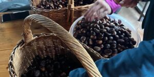 Drugi piknik susret ljubitelja 2cv spačeka iz Slovenije, Srbije i Hrvatske - pod nazivom "Honolulu bejbe"